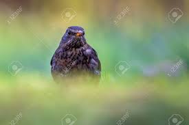 Attēlu rezultāti vaicājumam “Turdus merula female”