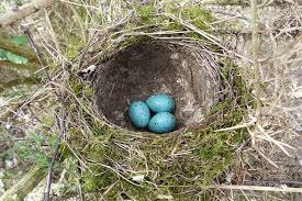 Attēlu rezultāti vaicājumam “Turdus philomelos nest”