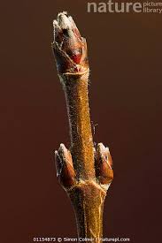 Attēlu rezultāti vaicājumam “Alnus glutinosa bud”