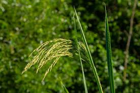 Attēlu rezultāti vaicājumam “Glyceria maxima leaf”