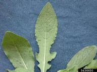 Attēlu rezultāti vaicājumam “Centaurea jacea leaf”