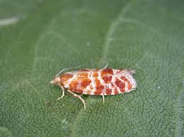 Attēlu rezultāti vaicājumam “Rhyacionia pinicolana”