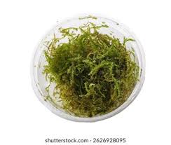 Attēlu rezultāti vaicājumam “Taxiphyllum wissgrillii”