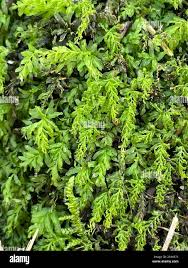 Attēlu rezultāti vaicājumam “Plagiomnium undulatum sporophyte”