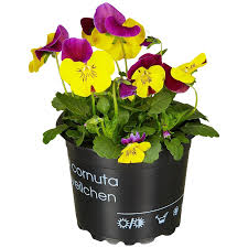 Image result for Hornveilchen