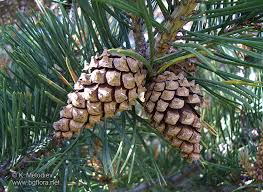Attēlu rezultāti vaicājumam “Pinus sylvestris var. borussica”