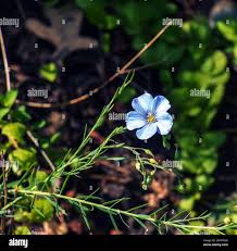 Attēlu rezultāti vaicājumam “Linaceae”