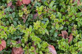 Attēlu rezultāti vaicājumam “Exobasidium uvae-ursi”