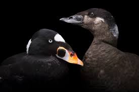 Image result for Melanitta perspicillata