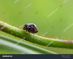 Attēlu rezultāti vaicājumam “Cribraria argillacea”