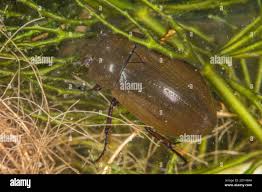 Attēlu rezultāti vaicājumam “Hydrochara caraboides”