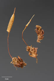 Attēlu rezultāti vaicājumam “Encalypta”