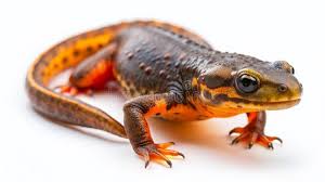 Attēlu rezultāti vaicājumam “Triturus vulgaris female”