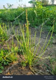 Attēlu rezultāti vaicājumam “Triglochin palustre”