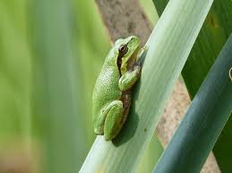 Attēlu rezultāti vaicājumam “Hyla arborea adult”