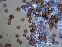 Attēlu rezultāti vaicājumam “Didymium megalosporum macro”