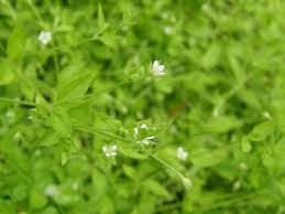 Attēlu rezultāti vaicājumam “Moehringia trinervia bud”