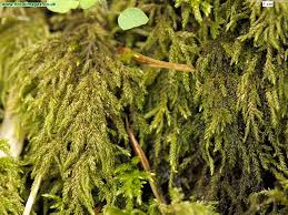 Attēlu rezultāti vaicājumam “Thamnobryum alopecurum”