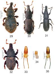 Attēlu rezultāti vaicājumam “Apionidae”
