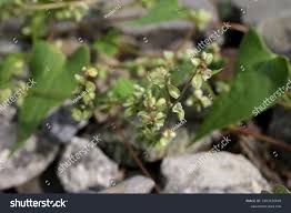 Attēlu rezultāti vaicājumam “Fallopia convolvulus fruit”