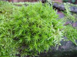 Attēlu rezultāti vaicājumam “| Dicranum”