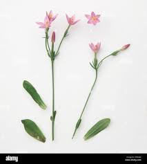Attēlu rezultāti vaicājumam “Centaurium erythraea flower”