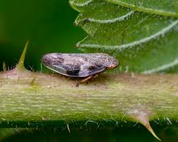 Attēlu rezultāti vaicājumam “Aphrophora alni”