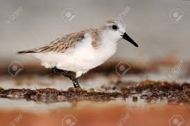 Image result for Calidris pusilla
