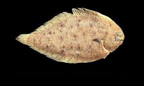 Image result for Solea solea