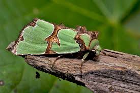 Attēlu rezultāti vaicājumam “Staurophora celsia”