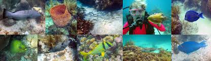 Image result for Looe Diving Club