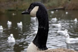 Attēlu rezultāti vaicājumam “Branta canadensis adult”