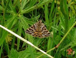 Attēlu rezultāti vaicājumam “Callistege mi”