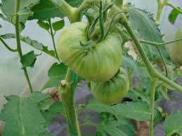 Afbeeldingsresultaat voor erdie family oxheart tomato