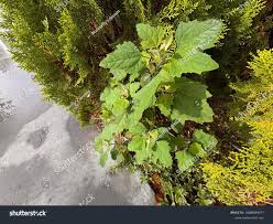 Attēlu rezultāti vaicājumam “Chenopodium album leaf”