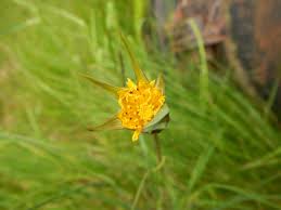 Attēlu rezultāti vaicājumam “Tragopogon pratensis subsp. pratensis bud”