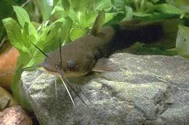 Image result for Ameiurus catus