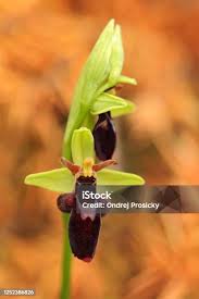 Attēlu rezultāti vaicājumam “Ophrys insectifera leaf”