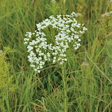 Attēlu rezultāti vaicājumam “Saussurea esthonica flower”