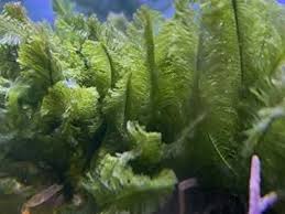 Attēlu rezultāti vaicājumam “Lycogala asperum macro”