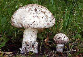 Attēlu rezultāti vaicājumam “Amanita strobiliformis”