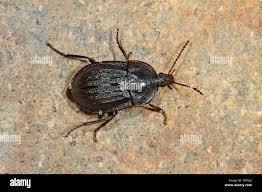 Attēlu rezultāti vaicājumam “Phosphuga atrata”