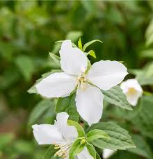 Attēlu rezultāti vaicājumam “Philadelphus lemoinei”