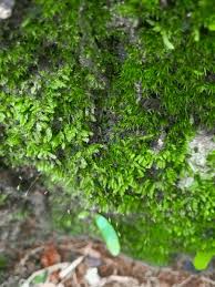 Attēlu rezultāti vaicājumam “Blepharostoma trichophyllum”