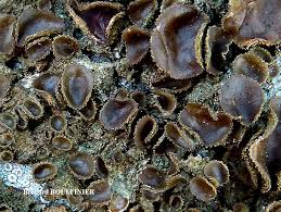 Attēlu rezultāti vaicājumam “Melanohalea exasperata”