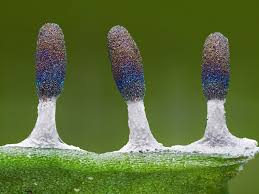 Attēlu rezultāti vaicājumam “Diachea leucopodia”