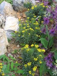 Attēlu rezultāti vaicājumam “Alyssum gmelinii”