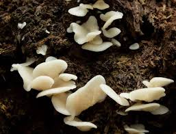 Attēlu rezultāti vaicājumam “Crepidotus applanatus”