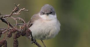 Attēlu rezultāti vaicājumam “Sylvia communis adult”