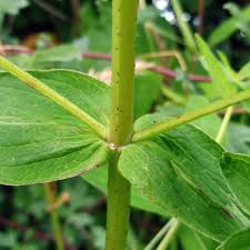 Attēlu rezultāti vaicājumam “Hypericum maculatum leaf”